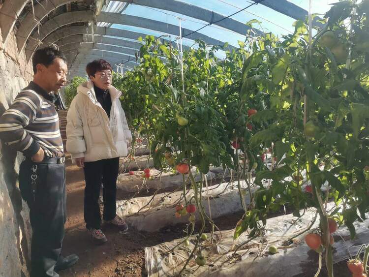 滦平县农业农村局确保春节食品安全_fororder_检测站人员在蔬菜种植户开展风险监测抽样，并加强对安全用药知识和相关法律法规的宣传指导 霍亚男 摄